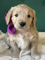 Sugar Plum, a female English Goldendoodle for sale in Orem, UT – Photo 2 of 4