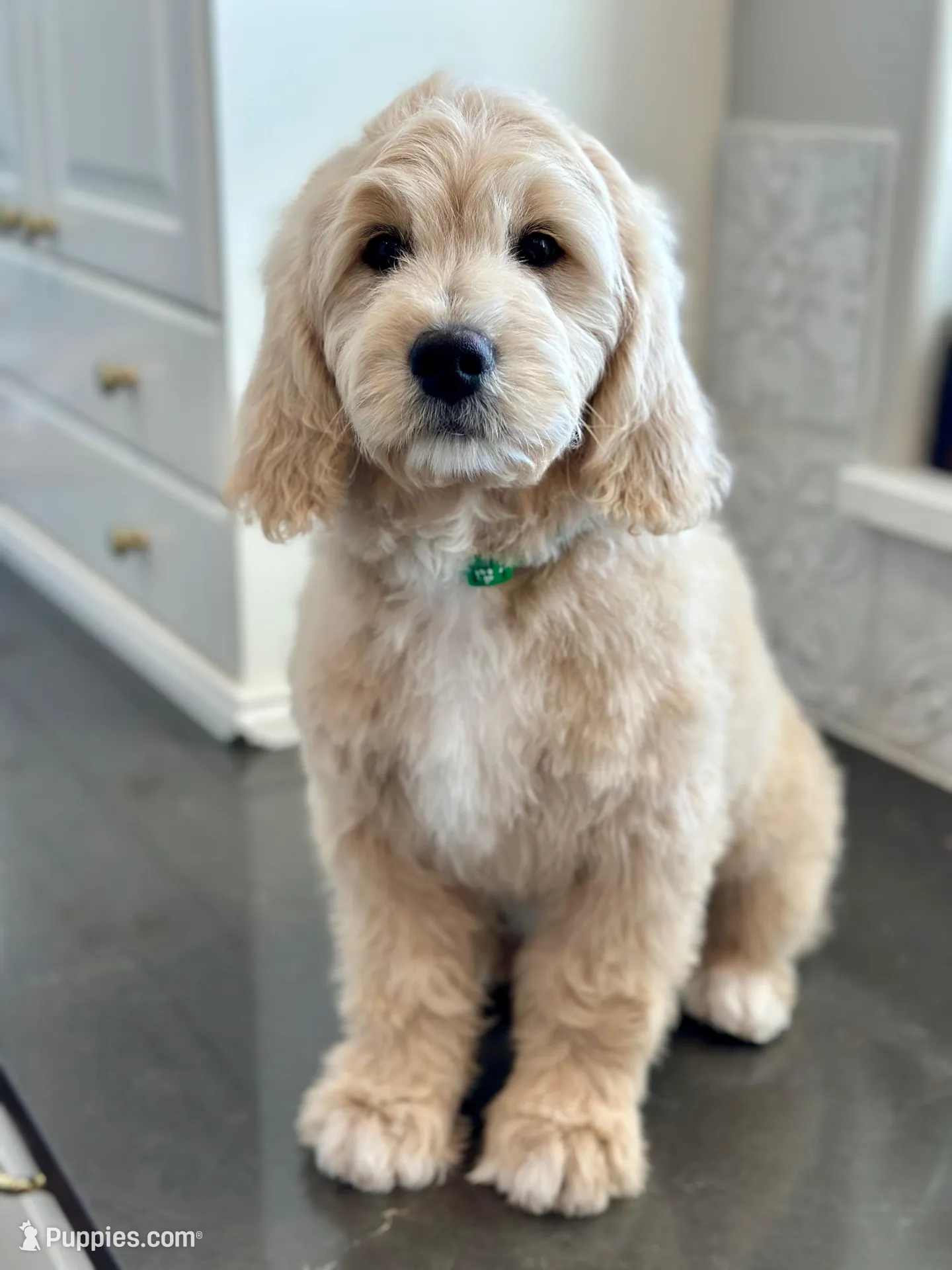 Clover – English Goldendoodle puppy for sale in Orem, UT