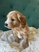 Orange Bandit, a male English Goldendoodle for sale in Orem, UT – Photo 3 of 4