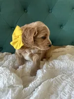 Orange Bandit, a male English Goldendoodle for sale in Orem, UT – Photo 2 of 4