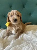 Orange Bandit, a male English Goldendoodle for sale in Orem, UT – Photo 4 of 4