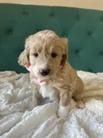 Precious Pinky, a female English Goldendoodle for sale in Orem, UT – Photo 2 of 4