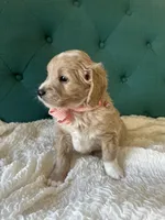 Precious Pinky, a female English Goldendoodle for sale in Orem, UT – Photo 3 of 4