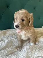 Precious Pinky, a female English Goldendoodle for sale in Orem, UT – Photo 4 of 4