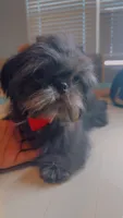AKC Keith, a male Shih Tzu for sale in San Tan Valley, AZ – 2 of 6
