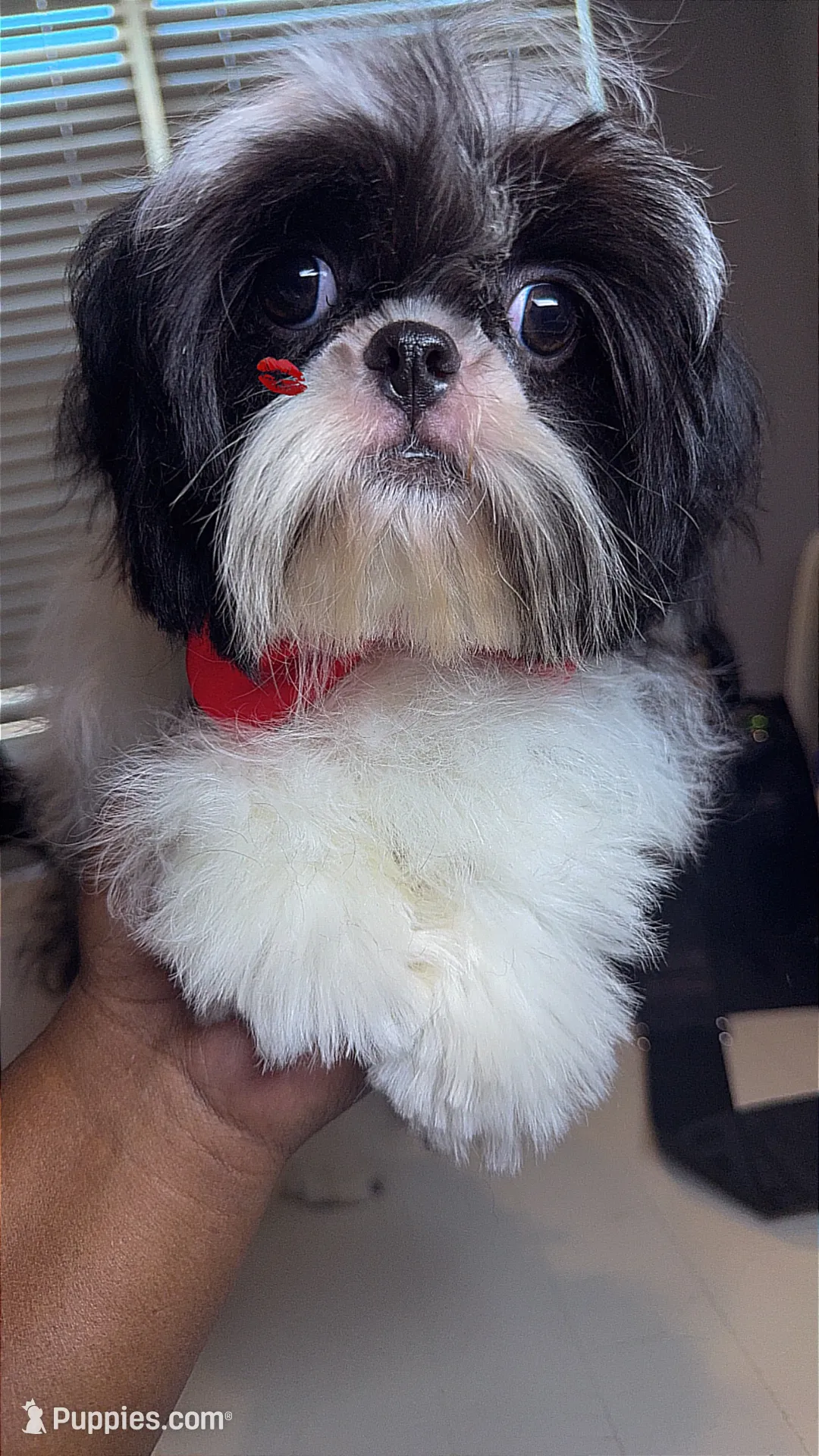 AKC Ronnie, a male Shih Tzu for sale in San Tan Valley, AZ – 2 of 2