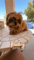AKC Barry, a male Shih Tzu for sale in San Tan Valley, AZ – 3 of 4