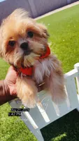 AKC Robin, a male Shih Tzu for sale in San Tan Valley, AZ – 2 of 4