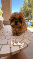 AKC Barry, a male Shih Tzu for sale in San Tan Valley, AZ – 2 of 4