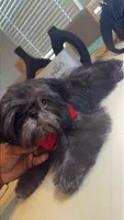 AKC Keith, a male Shih Tzu for sale in San Tan Valley, AZ – 4 of 6