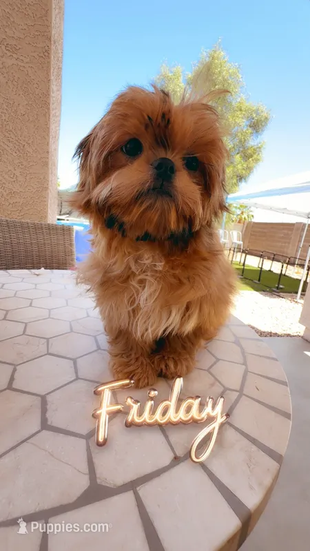AKC Barry – Shih Tzu puppy for sale in San Tan Valley, AZ