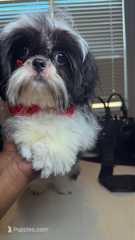 AKC Ronnie – Shih Tzu puppy for sale in San Tan Valley, AZ