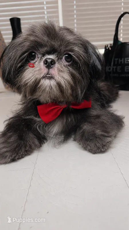 AKC Keith – Shih Tzu puppy for sale in San Tan Valley, AZ