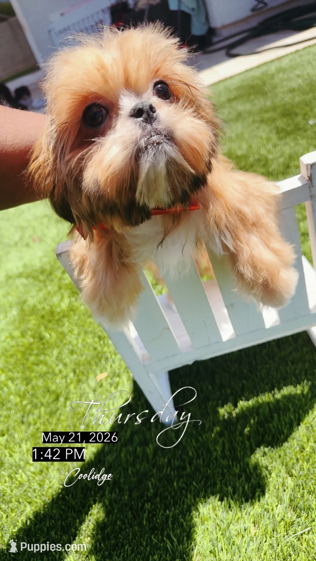 AKC Robin, a male Shih Tzu for sale in San Tan Valley, AZ – 3 of 4