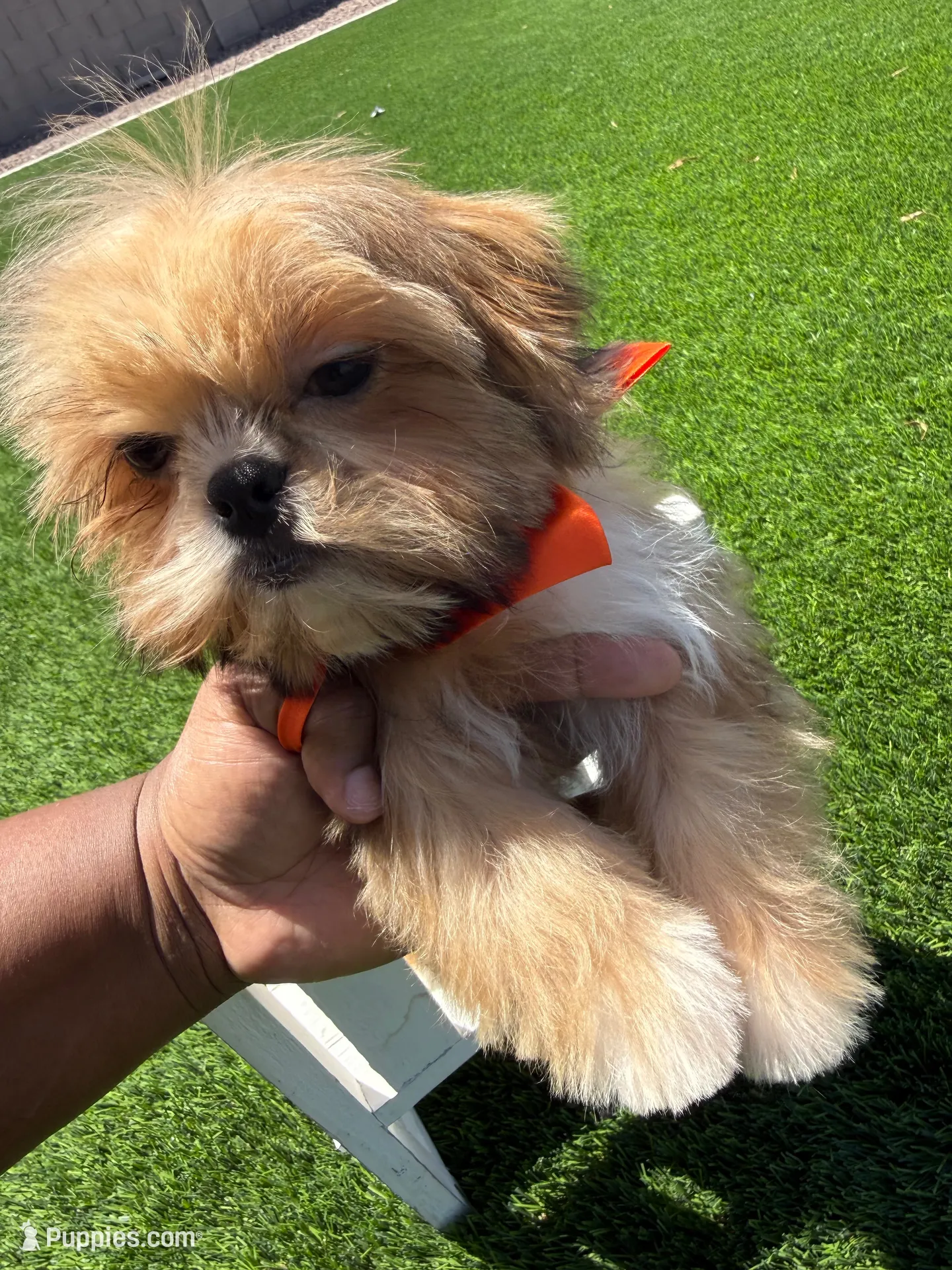 AKC Robin, a male Shih Tzu for sale in San Tan Valley, AZ – 4 of 4