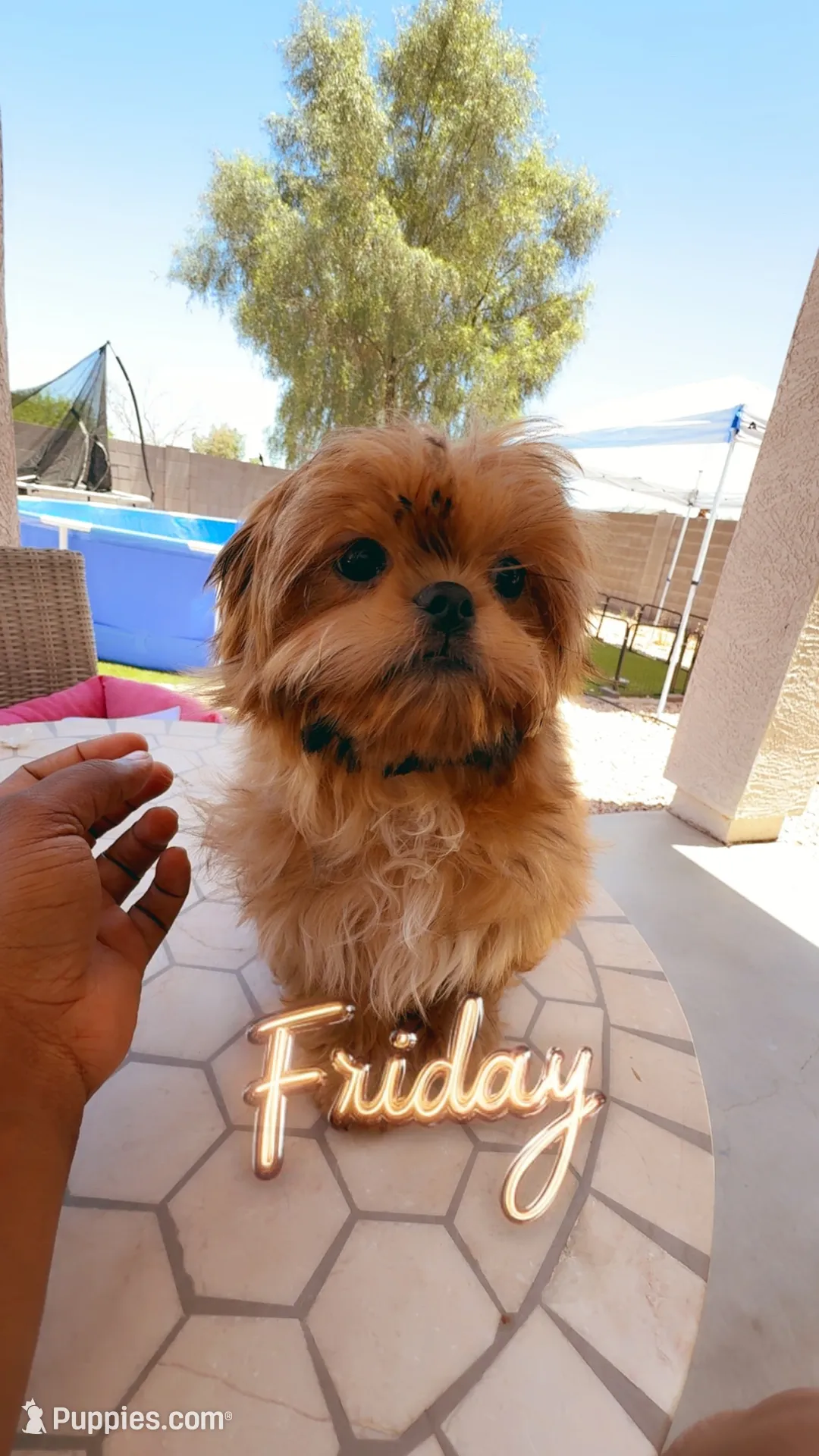 AKC Barry, a male Shih Tzu for sale in San Tan Valley, AZ – 4 of 4