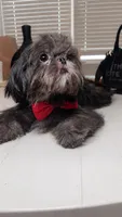 AKC Keith, a male Shih Tzu for sale in San Tan Valley, AZ – 6 of 6