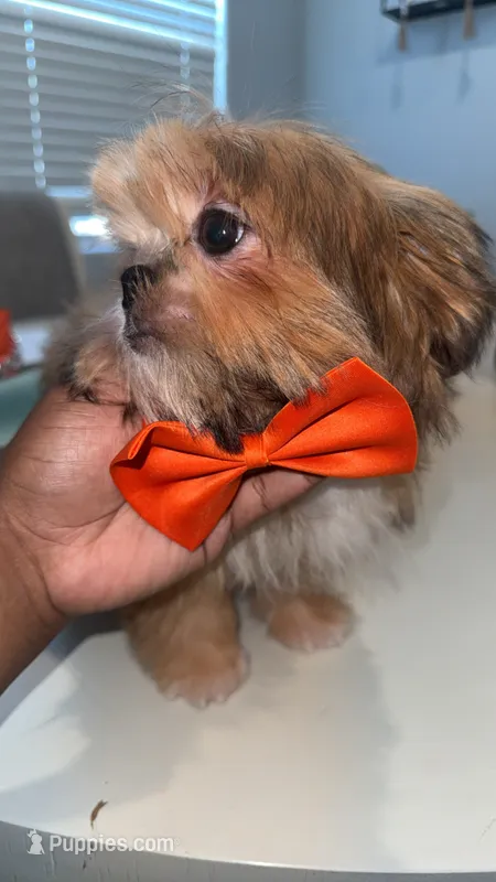AKC Robin, a male Shih Tzu for sale in San Tan Valley, AZ – 1 of 4