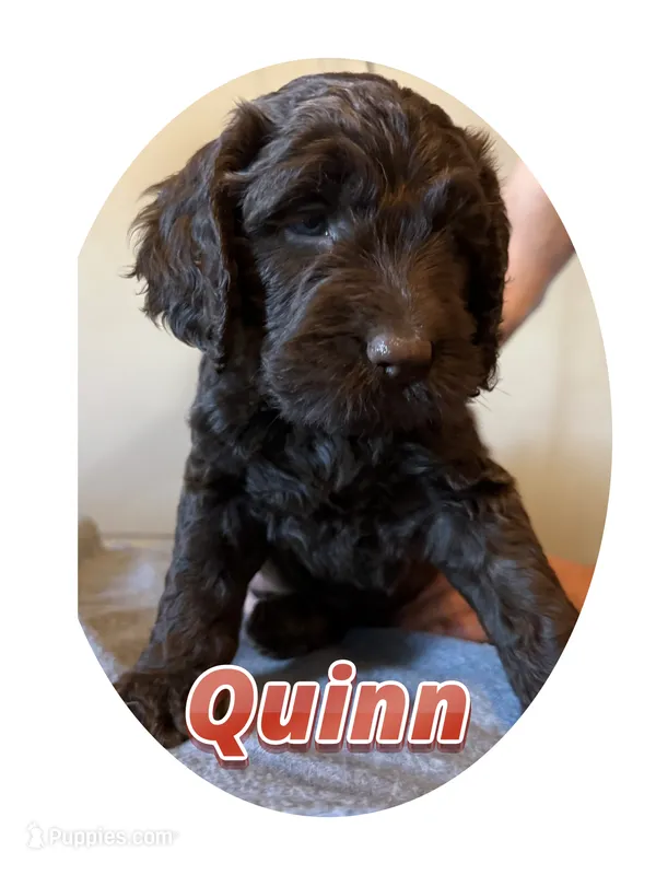 Quinn – Springer Doodle puppy for sale in Oakland, IA
