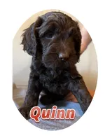 Quinn, a female Springer Doodle for sale in Oakland, IA – 1 of 1