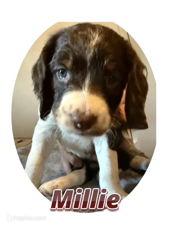 Millie – Springer Doodle puppy for sale in Oakland, IA
