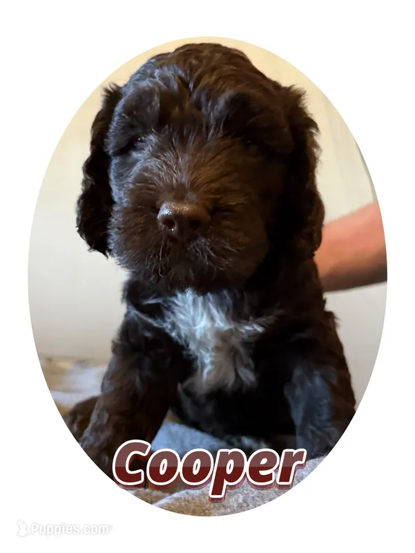 Cooper  – Springer Doodle puppy for sale in Oakland, IA