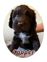 Cooper , a male Springer Doodle for sale in Oakland, IA – 1 of 1