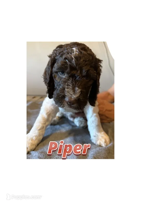 Piper – Springer Doodle puppy for sale in Oakland, IA