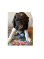 Piper, a female Springer Doodle for sale in Oakland, IA – 1 of 1