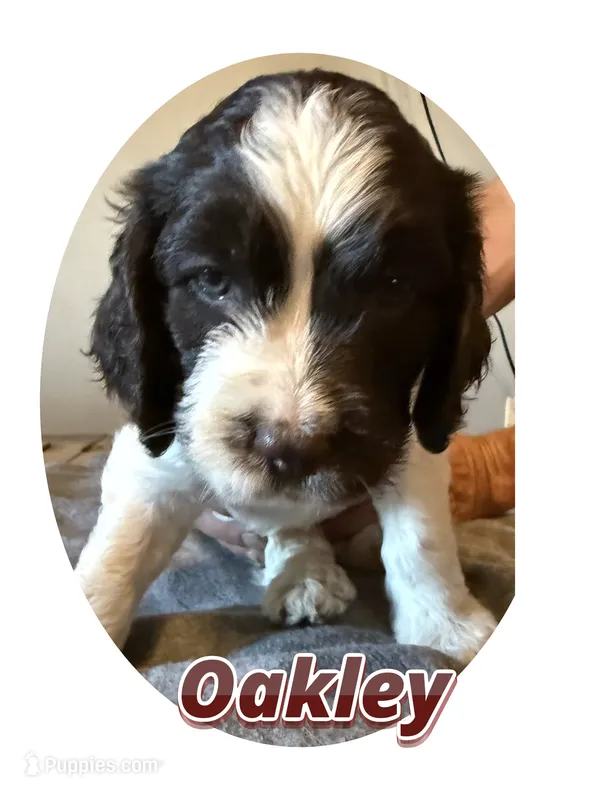 Oakley – Springer Doodle puppy for sale in Oakland, IA