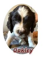 Oakley, a male Springer Doodle for sale in Oakland, IA – 1 of 1
