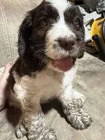 Oakley, a male Springer Doodle for sale in Oakland, IA – 1 of 1