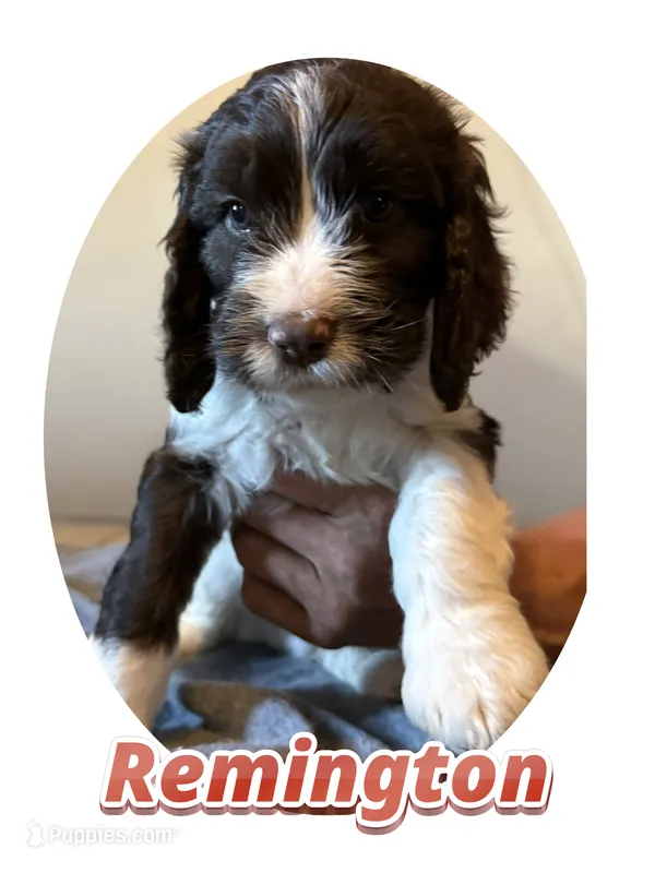 Remington – Springer Doodle puppy for sale in Oakland, IA