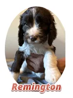 Remington, a male Springer Doodle for sale in Oakland, IA – 1 of 1