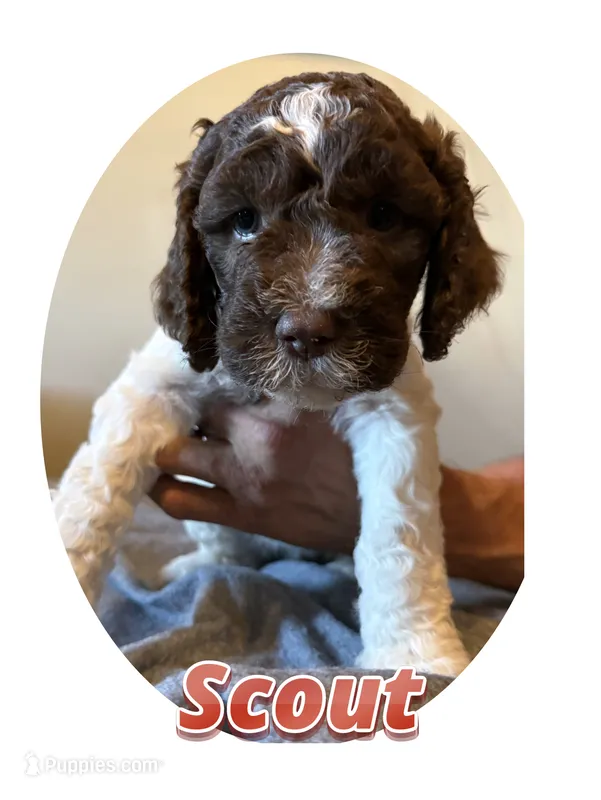 Scout – Springer Doodle puppy for sale in Oakland, IA