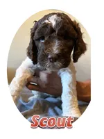 Scout, a male Springer Doodle for sale in Oakland, IA – 1 of 1