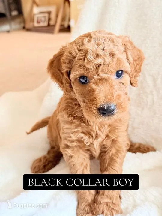 Black collar boy  – Double Doodle puppy for sale in Clarks Hill, SC
