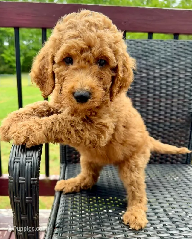 Black collar boy  – Double Doodle puppy for sale in Clarks Hill, SC