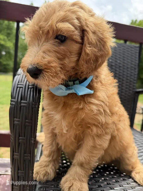 Light blue collar boy  – Double Doodle puppy for sale in Clarks Hill, SC
