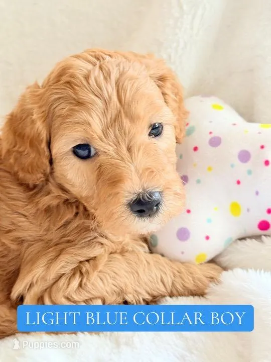 Light blue collar boy  – Double Doodle puppy for sale in Clarks Hill, SC