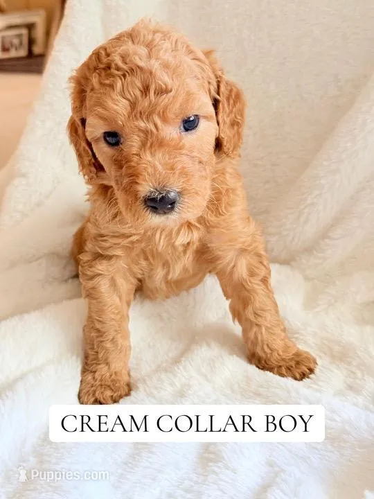 Cream collar boy  – Double Doodle puppy for sale in Clarks Hill, SC