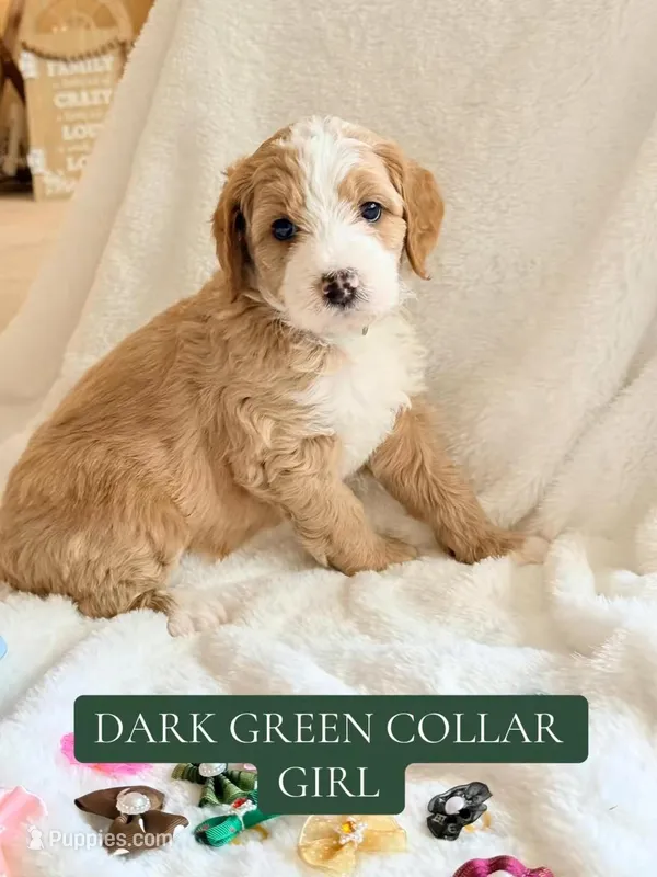 Green collar girl  – Double Doodle puppy for sale in Clarks Hill, SC