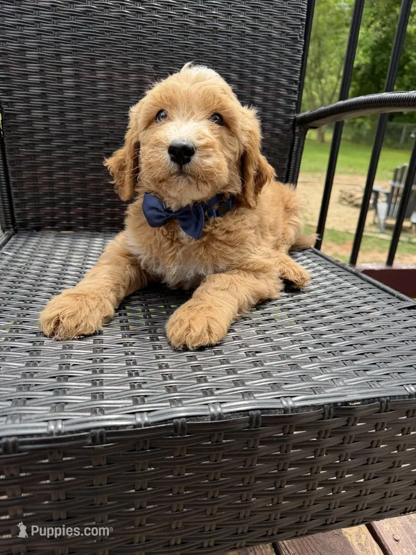 Dark blue collar boy  – Double Doodle puppy for sale in Clarks Hill, SC
