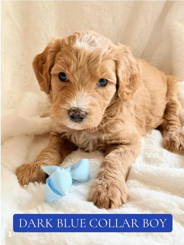 Dark blue collar boy  – Double Doodle puppy for sale in Clarks Hill, SC