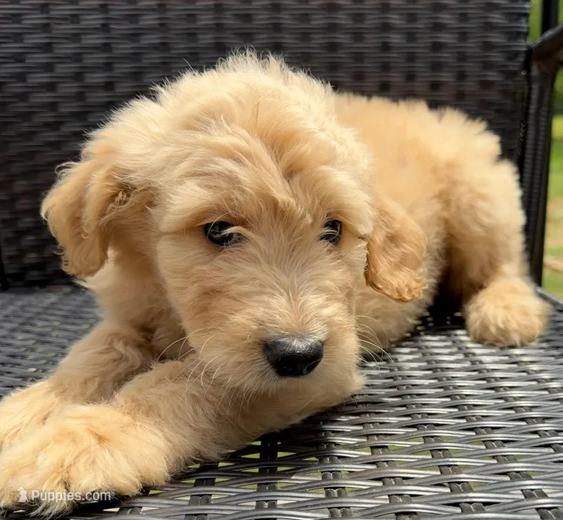 Yellow collar boy  – Double Doodle puppy for sale in Clarks Hill, SC