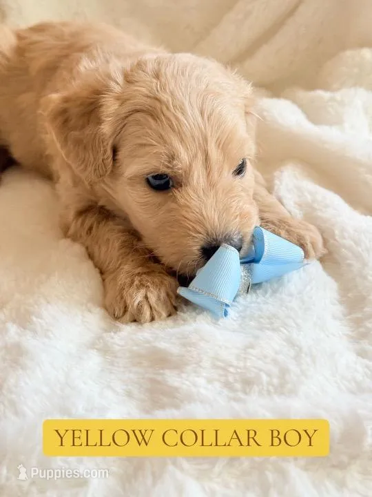 Yellow collar boy  – Double Doodle puppy for sale in Clarks Hill, SC