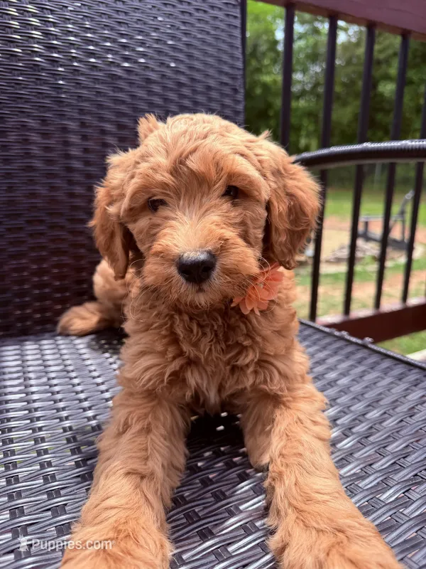 Orange collar girl  – Double Doodle puppy for sale in Clarks Hill, SC