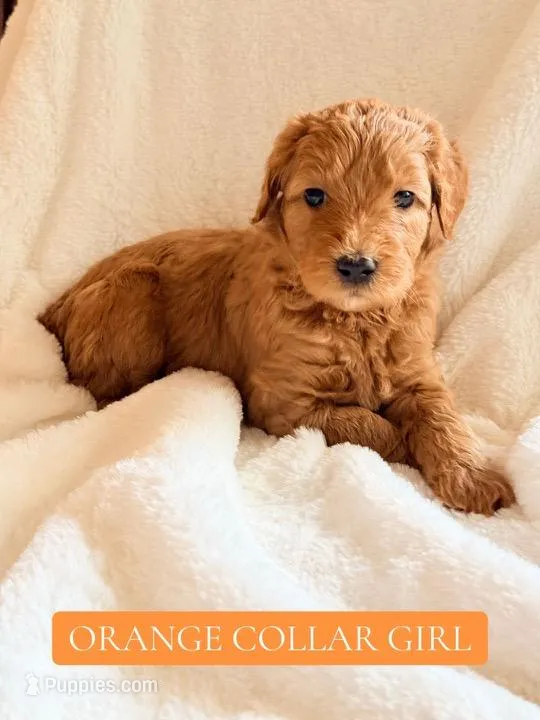 Orange collar girl  – Double Doodle puppy for sale in Clarks Hill, SC