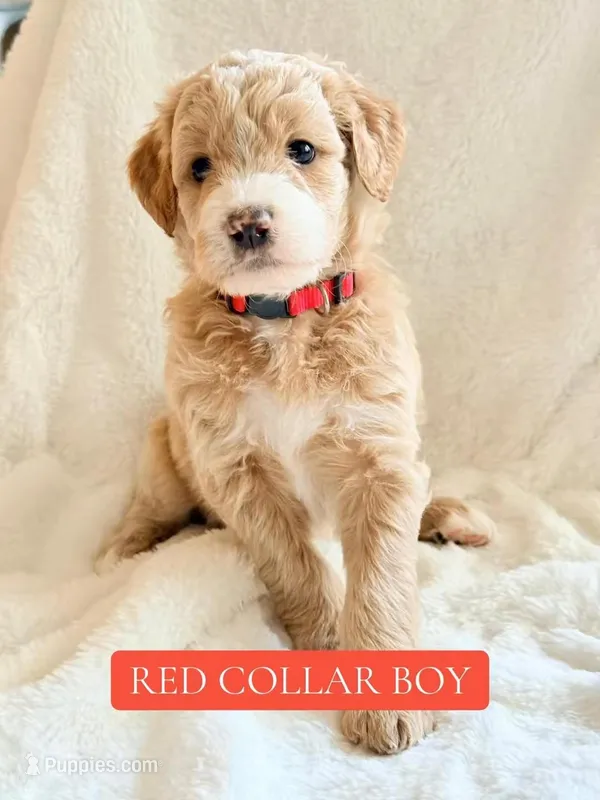 Red collar boy  – Double Doodle puppy for sale in Clarks Hill, SC