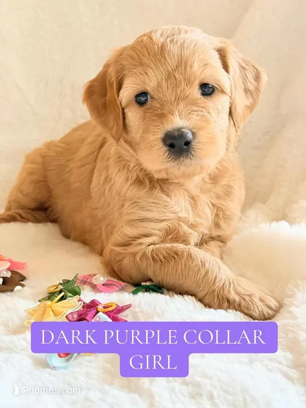 Dark purple collar girl  – Double Doodle puppy for sale in Clarks Hill, SC